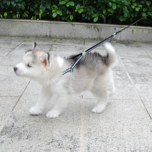 AeroStride™ Breathable No-Choke Harness & Leash Set for Cats & Small Dogs