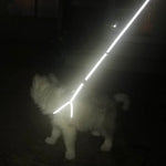 AeroStride™ Breathable No-Choke Harness & Leash Set for Cats & Small Dogs