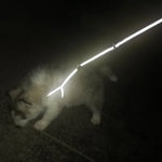 AeroStride™ Breathable No-Choke Harness & Leash Set for Cats & Small Dogs