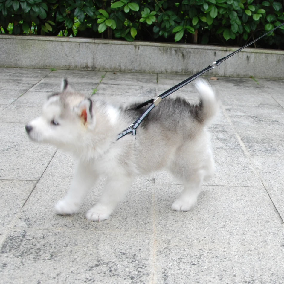 AeroStride™ Breathable No-Choke Harness & Leash Set for Cats & Small Dogs