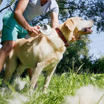GentleTouch™ Pet Deshedding Glove Brush for Gentle Cats & Dogs Massage
